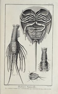 Krebsdyr, illustration fra 