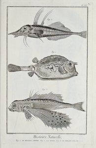 Illustration fra 