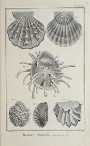 Illustration fra 