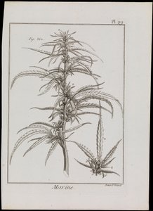 Havdiagram af blomster, ca. 1810 (stik og radering) af Robert Benard