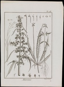 Havdiagram af blomster, ca. 1810 (stik og radering) af Robert Benard