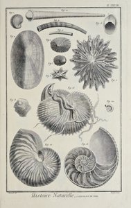 Muslingeskaller, illustration fra 