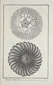 Søstjerner, illustration fra 