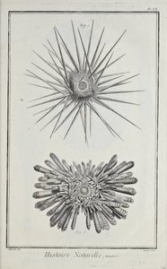 Urchins, illustration fra 