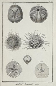 Urchins, illustration fra 