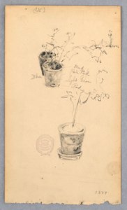Tegning, Blomsterpotter, 1877