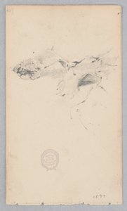 Tiger skin tæppe af Robert Frederick Blum