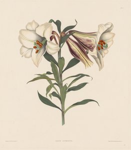 Et udvalg af hexandriske planter, der tilhører den naturlige orden Amaryllidae..., 1831-1832. af Robert Havell