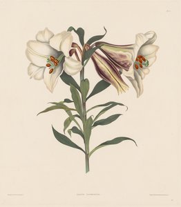 Et udvalg af hexandriske planter, der tilhører den naturlige orden af Amaryllidae og Liliacae: Japansk lilje af Robert Havell