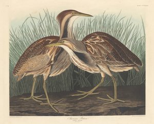 American Bittern, 1836. af Robert Havell