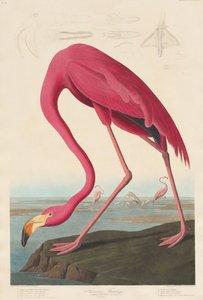 Amerikansk Flamingo, 1838.