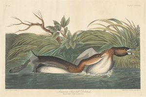 American Pied-Bill Dobchick, 1835. af Robert Havell