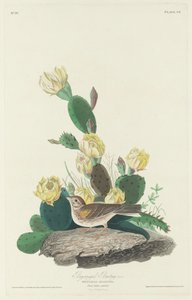Bay-winged Bunting, 1830. af Robert Havell