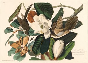 Sortnæbbet gøg, 1828. af Robert Havell