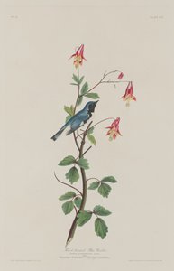 Sortstrubet blåsanger, 1832. af Robert Havell