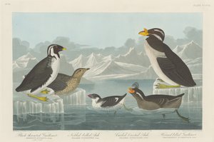 Sortstrubet lomvi, nobbet-næbbet alk, krøllet alk og hornnæbbet..., 1838. af Robert Havell