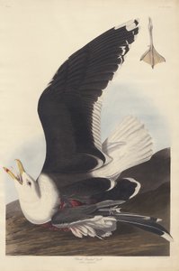 Sortrygget Måge af Robert Havell