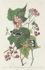 Sort og gul sangsanger, 1831. af Robert Havell