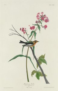 Blackburnian Warbler, 1832. af Robert Havell