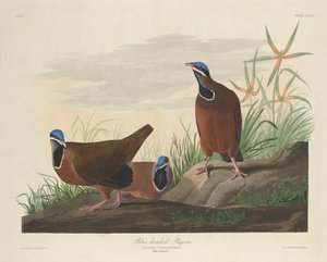 Blåhovedet due, 1833. af Robert Havell