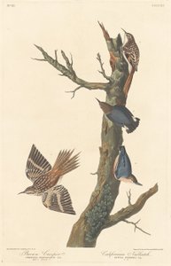 Brown Creeper and Californian Nuthatch, 1838. af Robert Havell