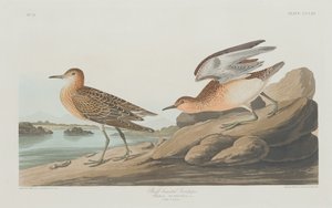 Buff-breasted Sandpiper, 1835. af Robert Havell