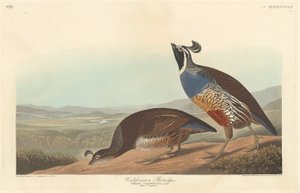 Californisk Agerhøne, 1838. af Robert Havell