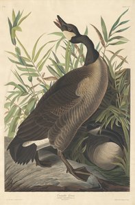 Canada Goose, 1834. af Robert Havell