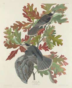 Canada Jay, 1831. af Robert Havell