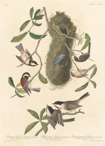 Kastanjerygmejse, sorthættet mejse og kastanjekronet mejs, 1837.