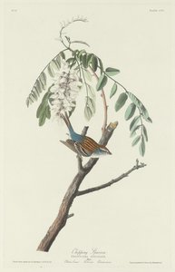Chipping Sparrow, 1831. af Robert Havell