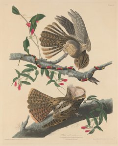 Chuck Wills enke, 1829. af Robert Havell
