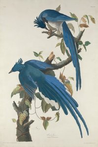 Columbia Jay, 1830. af Robert Havell