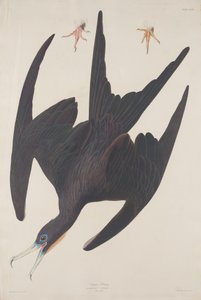 Fregat Pelican, 1835. af Robert Havell