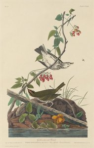 Guldkronet drossel, 1832. af Robert Havell