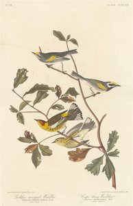 Guldvinget Warbler og Cape May Warbler, 1838. af Robert Havell