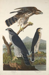 Goshawk og Stanley Hawk, 1832. af Robert Havell