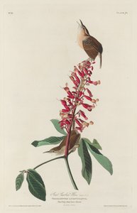 Great Carolina Wren, 1830. af Robert Havell