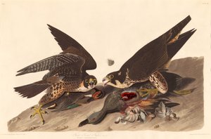 Great Footed Hawk, 1827. af Robert Havell