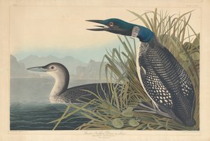 Great Northern Diver eller Loon, 1836. af Robert Havell