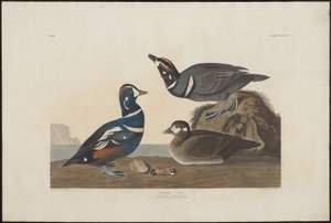 Harlekin and af Robert Havell