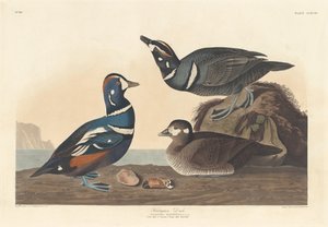 Harlekinand, 1836. af Robert Havell