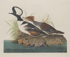 Hættebåd, 1834. af Robert Havell