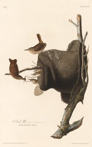Hus Wren, 1830. af Robert Havell
