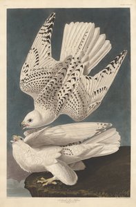 Island eller Jer Falcon, 1837. af Robert Havell
