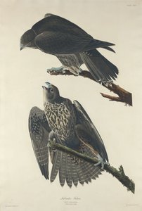 Labrador Falcon, 1834. af Robert Havell