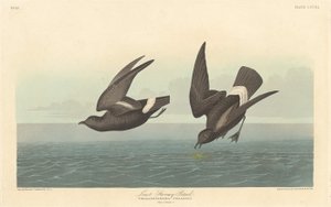 Mindst stormende petrel, 1836. af Robert Havell