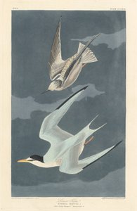 Lille Tern, 1836. af Robert Havell