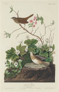 Lincoln Finch, 1834. af Robert Havell