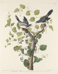 Tømmerhovedet Shrike, 1829.